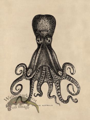 Octopus Tan 15